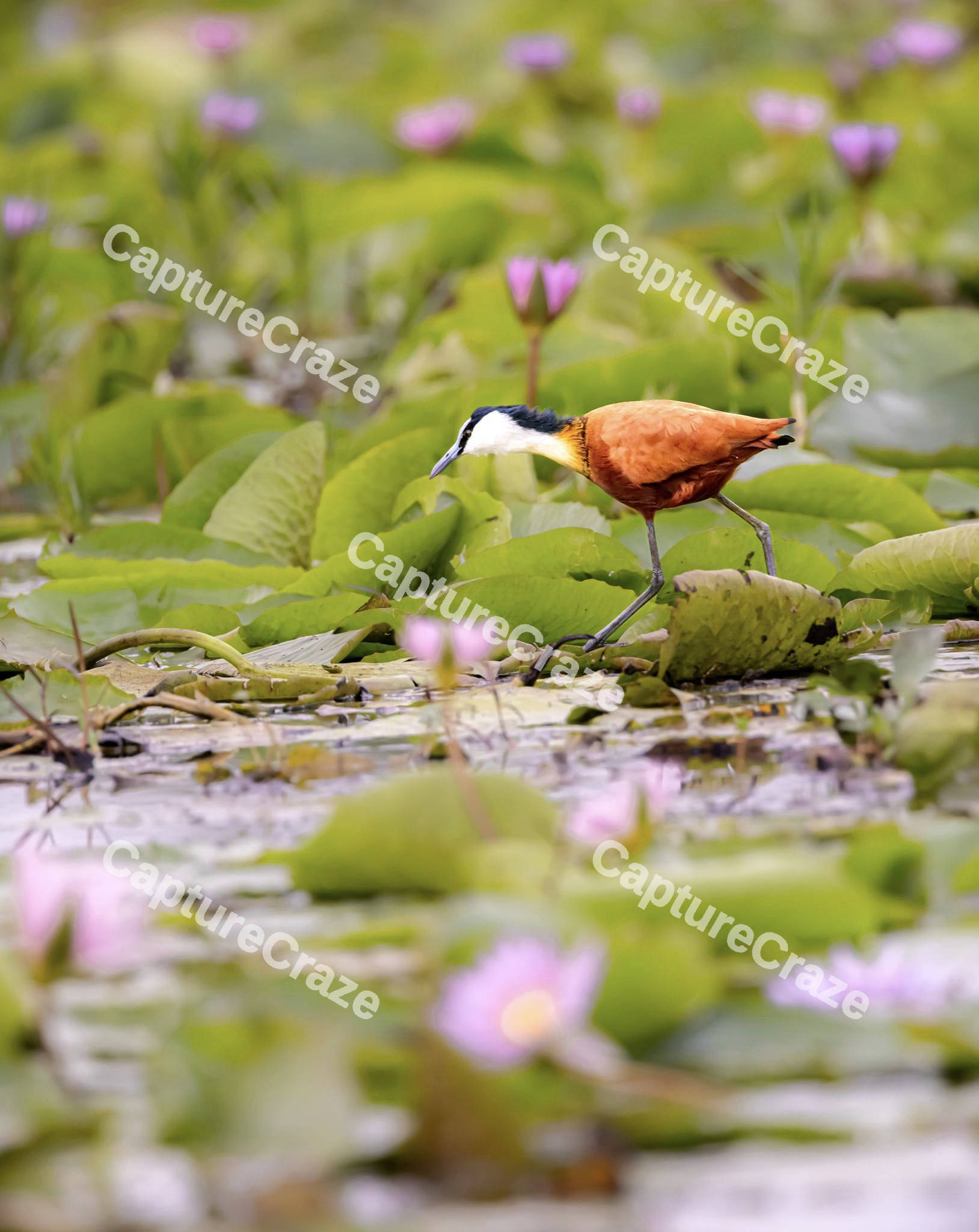African Jacana Bird